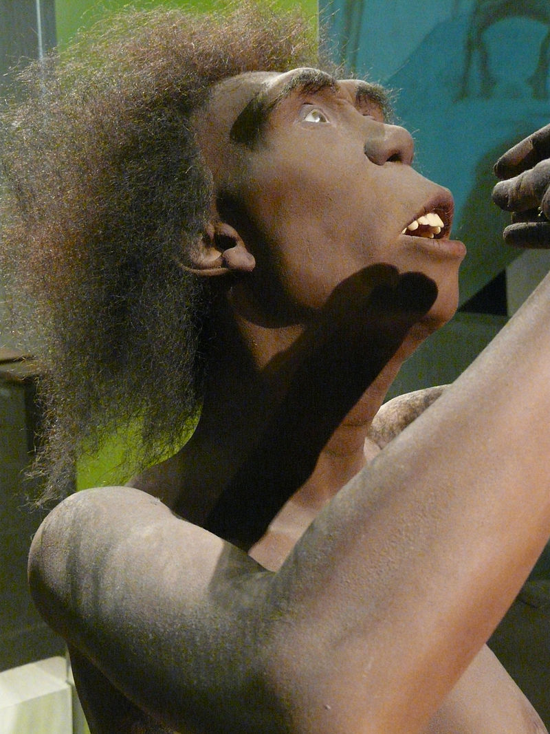 Homo erectus Frau (c) &Ouml;kologix gemeinfrei
